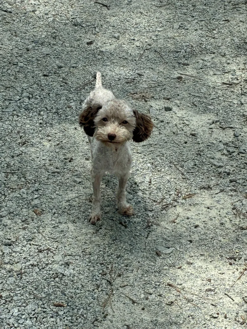 Dutchess thumbnail 3