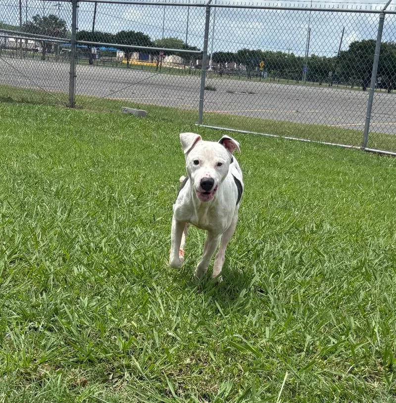 A young large-sized male Mixed Breed dog named Wyatt for adoption in Bossier City, LA