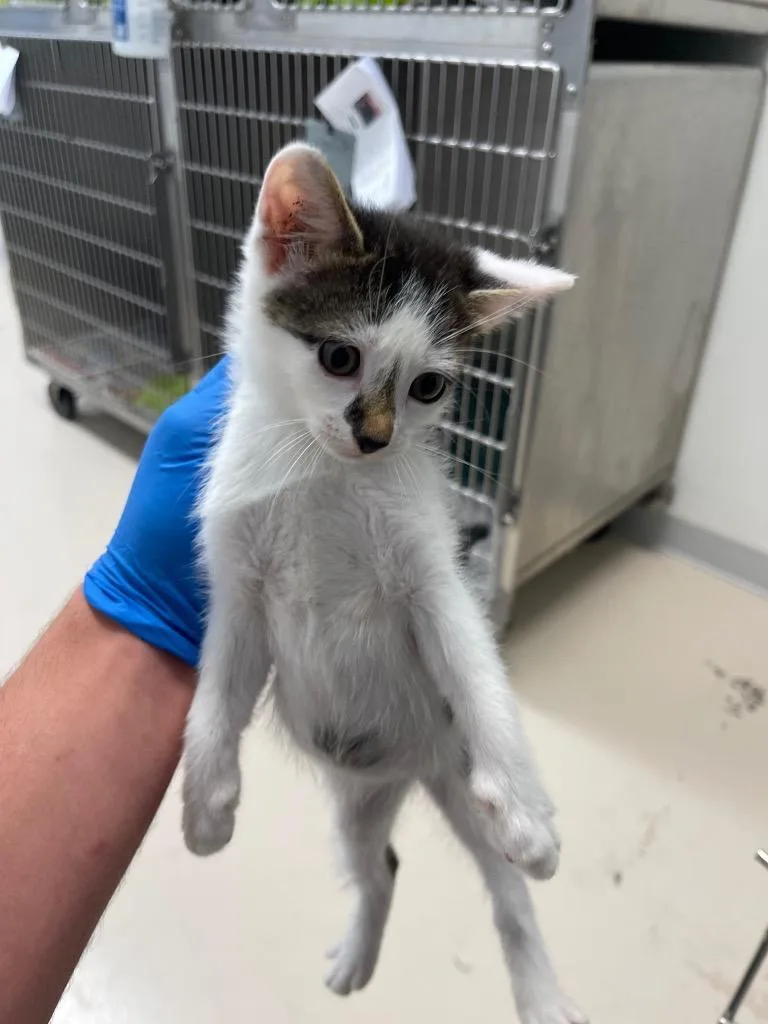 A baby small-sized male Domestic Short Hair cat named Beans for adoption in Belton, TX