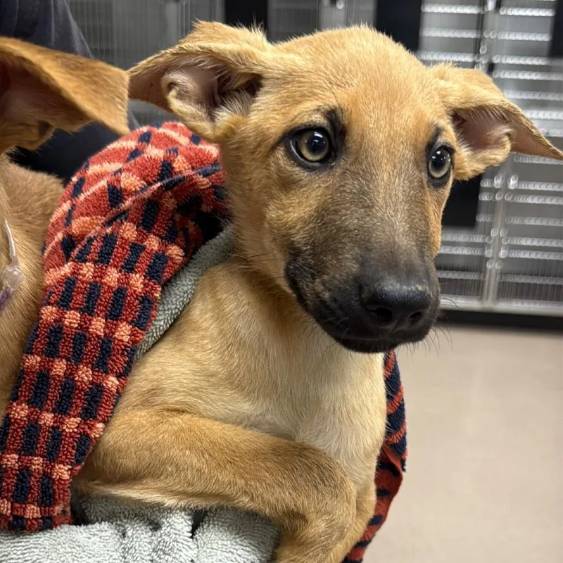 A baby small-sized female Yellow / Tan / Blond / Fawn Shepherd dog named Minnie for adoption in Mission Hills, CA