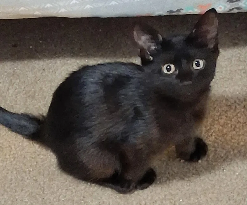 A baby medium-sized female Black Domestic Short Hair cat named Aria for adoption in Oviedo, FL