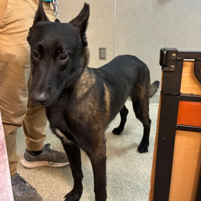 An adult large-sized male Black Mixed Breed dog named Spongebob for adoption in Jacksonville, FL