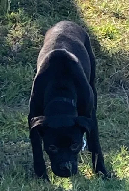 A young medium-sized male Mixed Breed dog named Mac for adoption in Dallas, TX