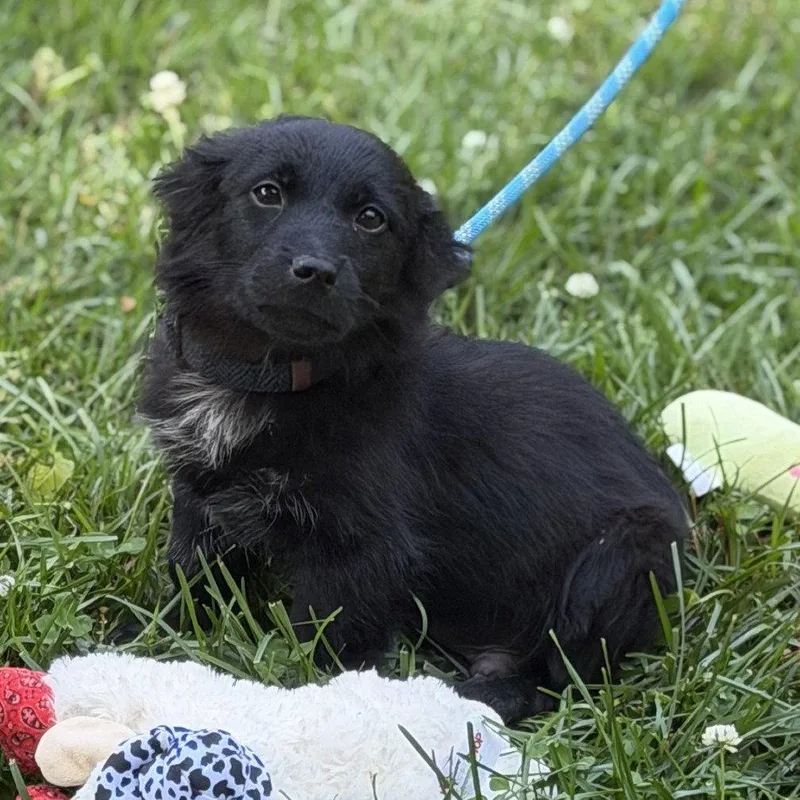 A baby medium-sized male Cocker Spaniel dog named Americano for adoption in Locust Fork, AL