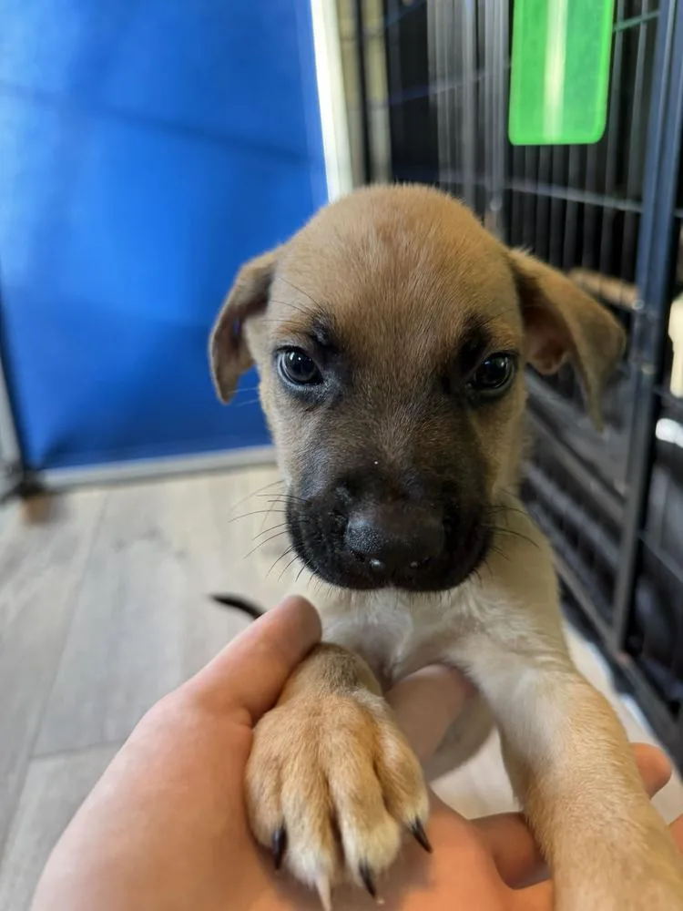 A baby small-sized male American Bulldog dog named Koda dark green for adoption in Lakeland, FL