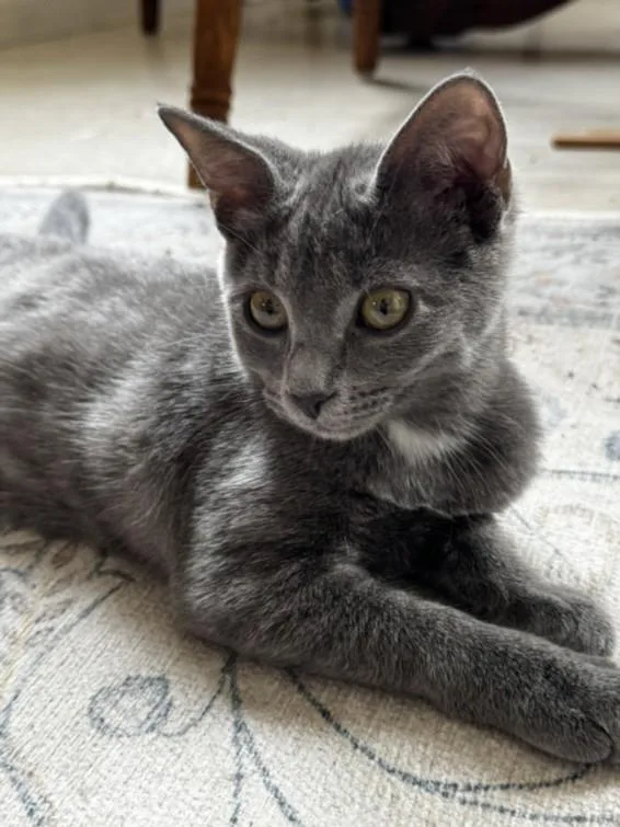 A baby small-sized female Domestic Short Hair cat named Wendigo for adoption in Hagerstown, MD