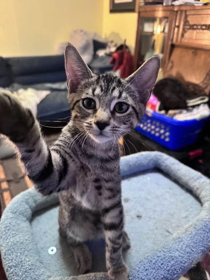 A baby medium-sized female Tabby (Brown / Chocolate) Domestic Short Hair cat named Sophie for adoption in Sterling Heights, MI