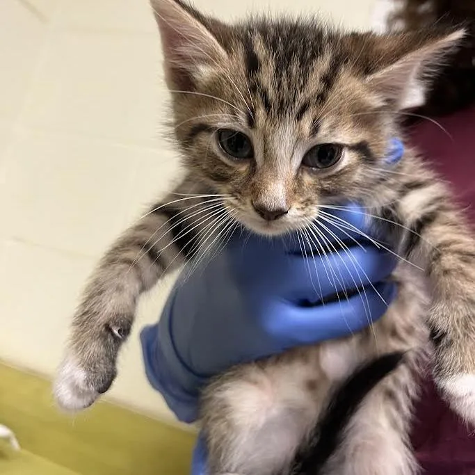 A baby small-sized male Black Domestic Short Hair cat named Blueberry Muffin for adoption in Charlottesville, VA