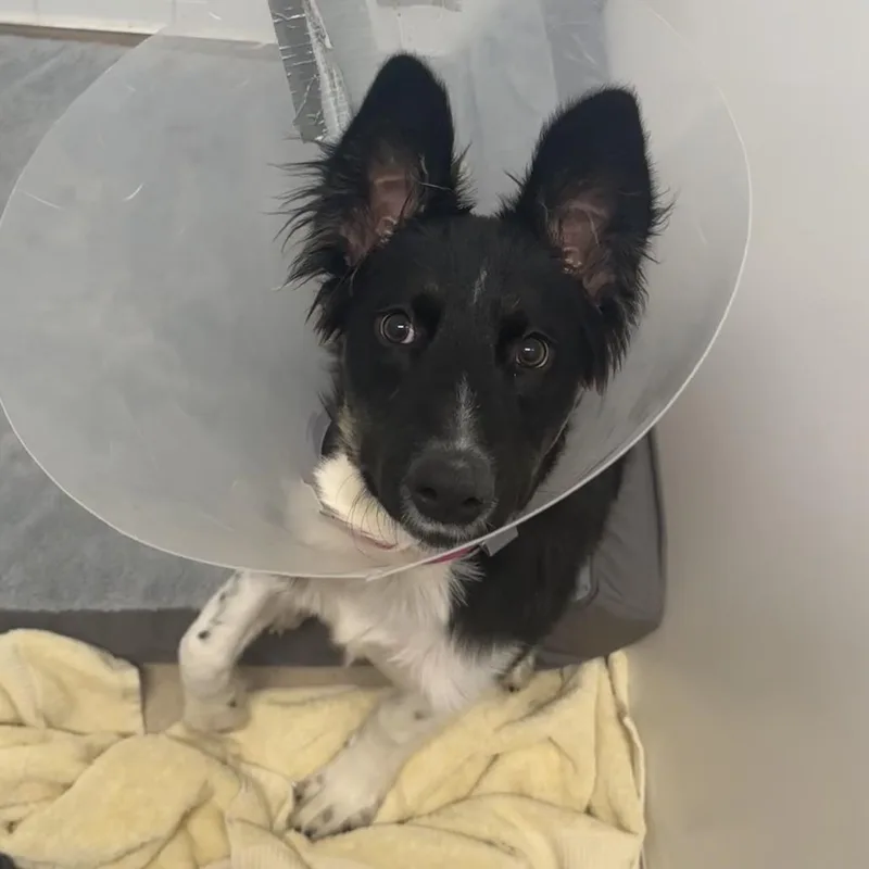 A young medium-sized female Black Border Collie dog named Echo for adoption in Austin, TX