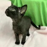 A baby medium-sized female Black Domestic Short Hair cat named Aspen for adoption in Green Valley, AZ