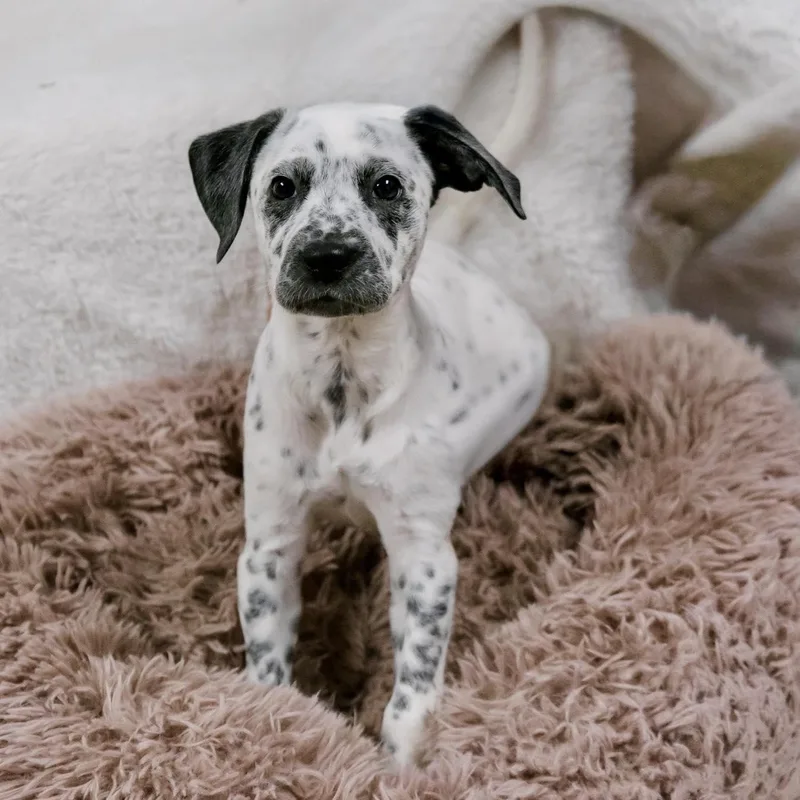 A baby medium-sized female Dalmatian dog named Pepper for adoption in Valparaiso, IN