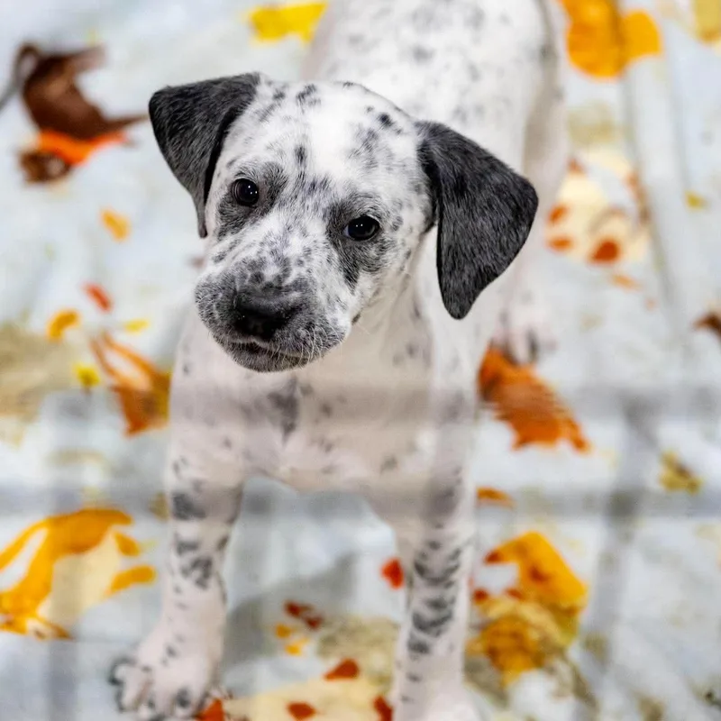 Pepper thumbnail 2
