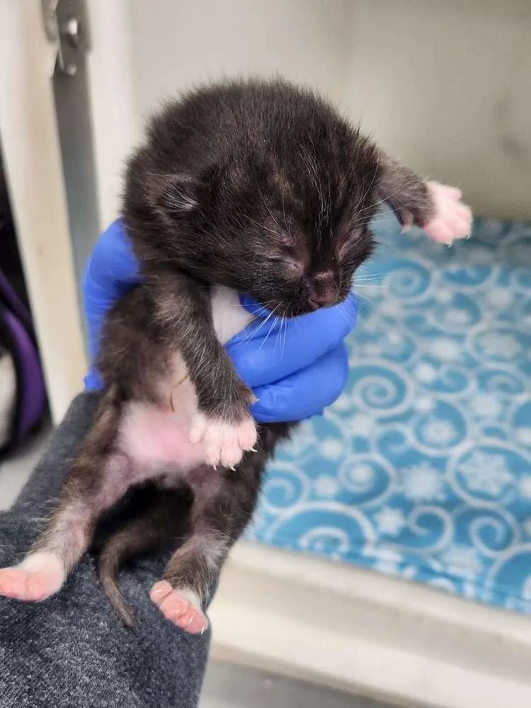 A baby small-sized male Black & White / Tuxedo Domestic Short Hair cat named Jesse James for adoption in Westfield, WI