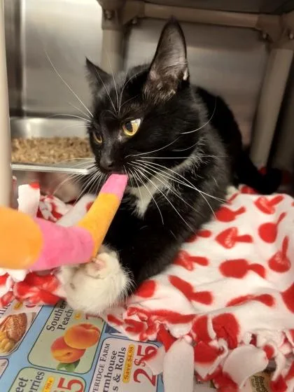An adult medium-sized female Domestic Short Hair cat named Tuna for adoption in Lowell, MA