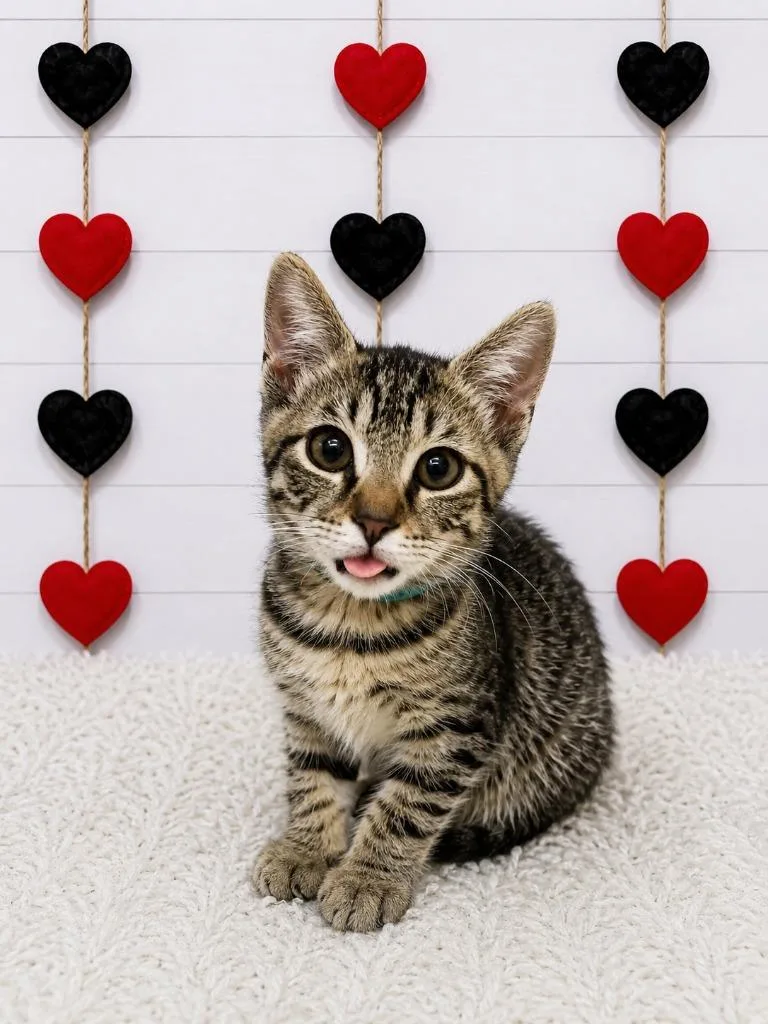 A baby small-sized male Domestic Short Hair cat named Skyy for adoption in Corpus Christi, TX