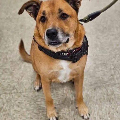 An adult large-sized male Shepherd dog named Walter for adoption in Broken Arrow, OK