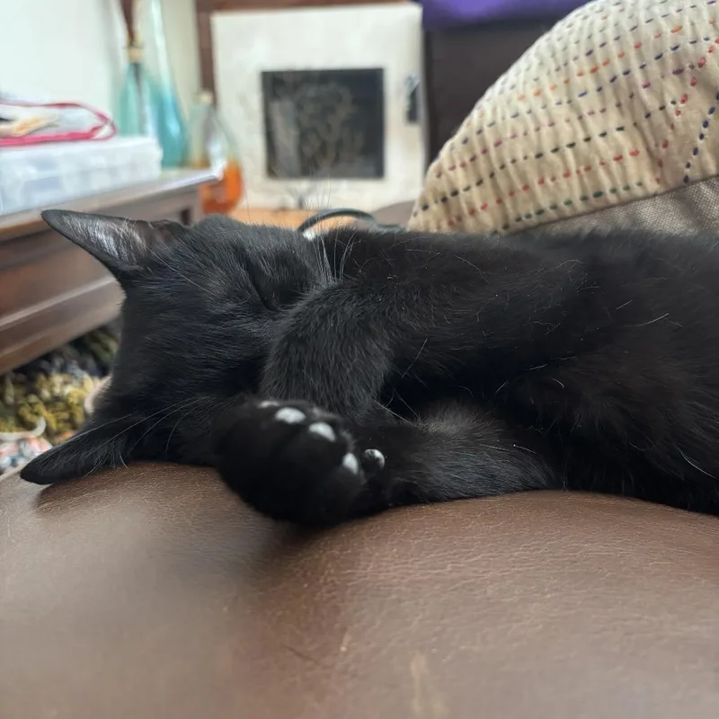 An adult medium-sized female Black Domestic Short Hair cat named Bluejay for adoption in Evanston, IL