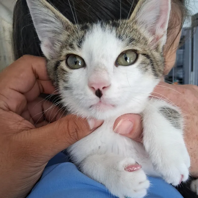 A baby small-sized male Brown / Chocolate Domestic Short Hair cat named Samuel for adoption in Fort Smith, AR