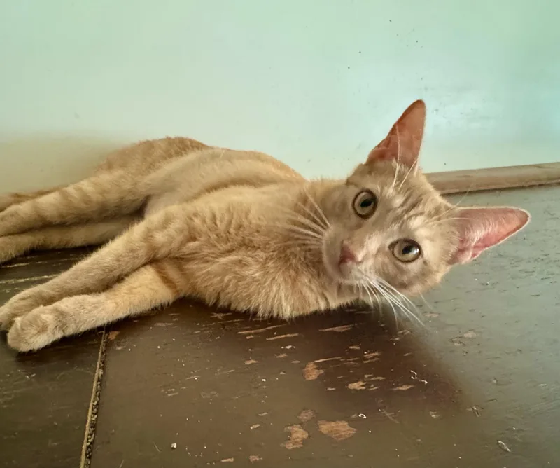 An adult medium-sized female Orange / Red Domestic Short Hair cat named Shamrock for adoption in North Tonawanda, NY