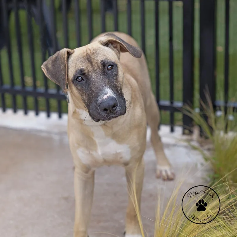 An adult large-sized male Black Mouth Cur dog named Odysseus for adoption in Abilene, TX