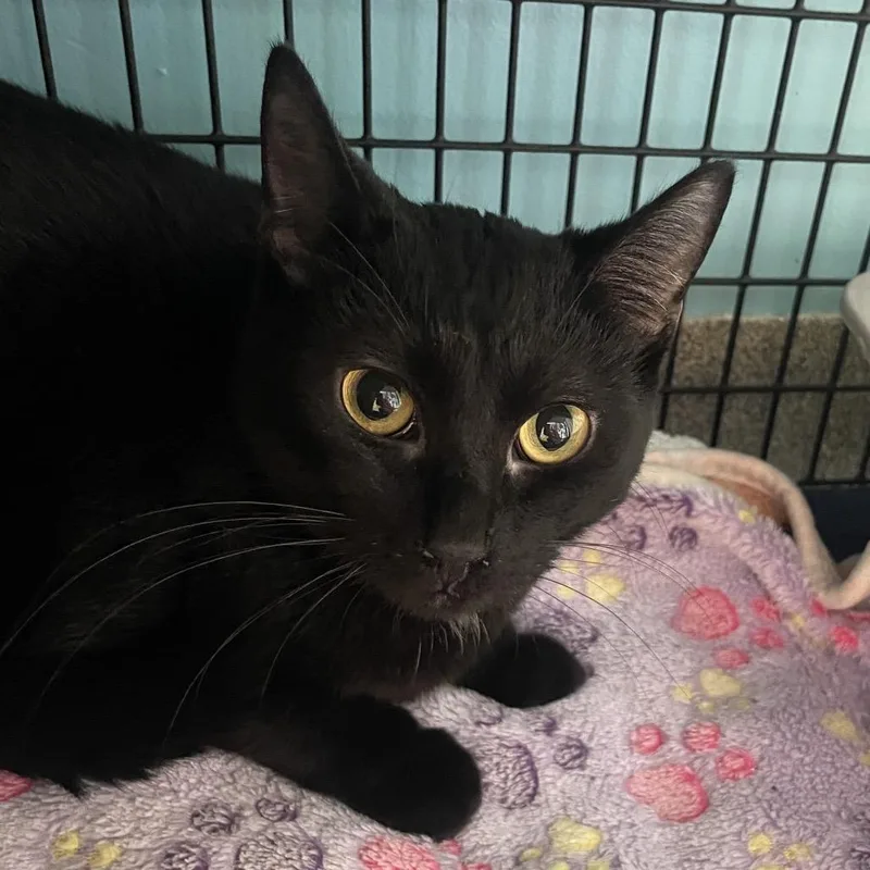 An adult medium-sized female Black Domestic Short Hair cat named Feeney for adoption in Chicago, IL