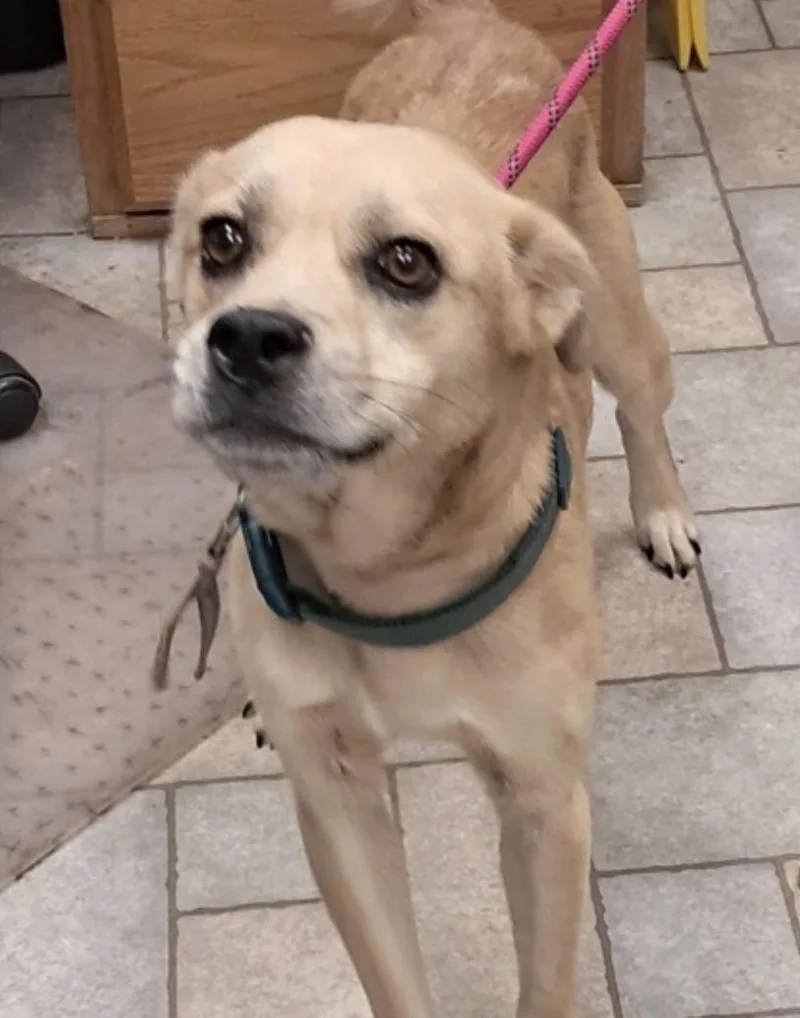 A young medium-sized male Terrier dog named Wilson for adoption in Hollister, MO