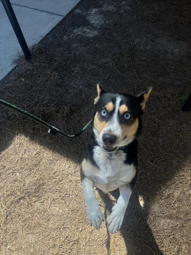 An adult medium-sized male Corgi dog named Nubbi for adoption in Hilton Head Island, SC