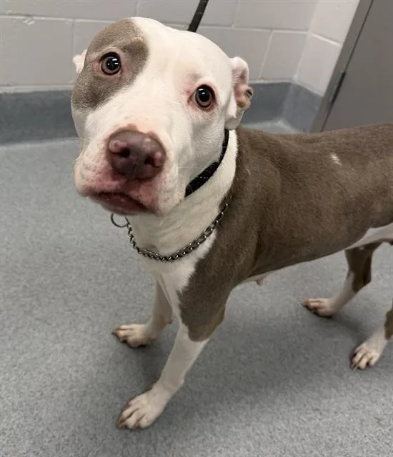 An adult large-sized female Pit Bull Terrier dog named Lady Manning for adoption in Indianapolis, IN