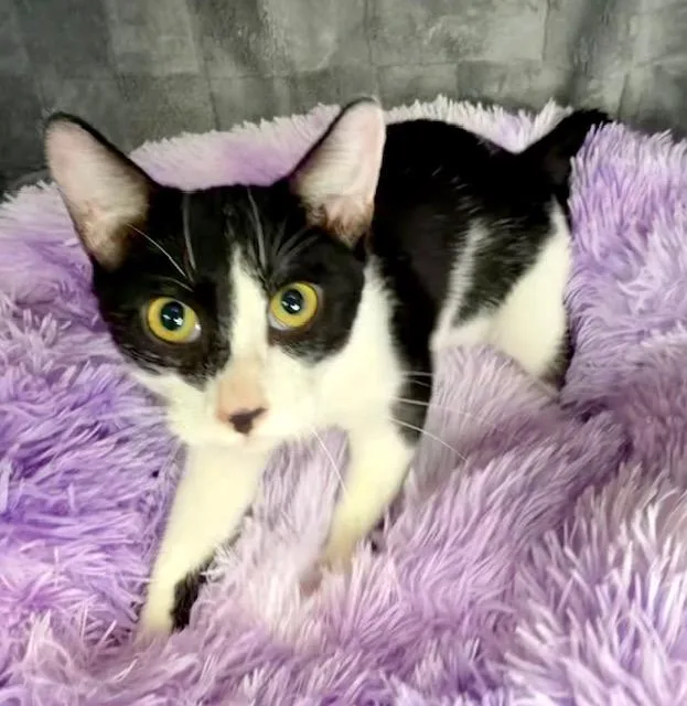A young small-sized male Domestic Short Hair cat named Banana for adoption in Lynn Haven, FL