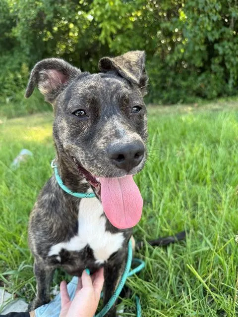 A young medium-sized female Mixed Breed dog named Sheila for adoption in Charlotte, NC