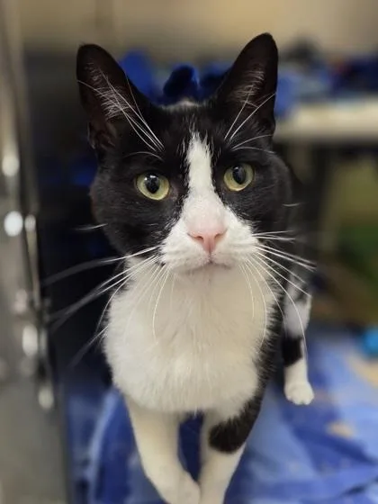 An adult medium-sized male Domestic Short Hair cat named Franco for adoption in Westland, MI