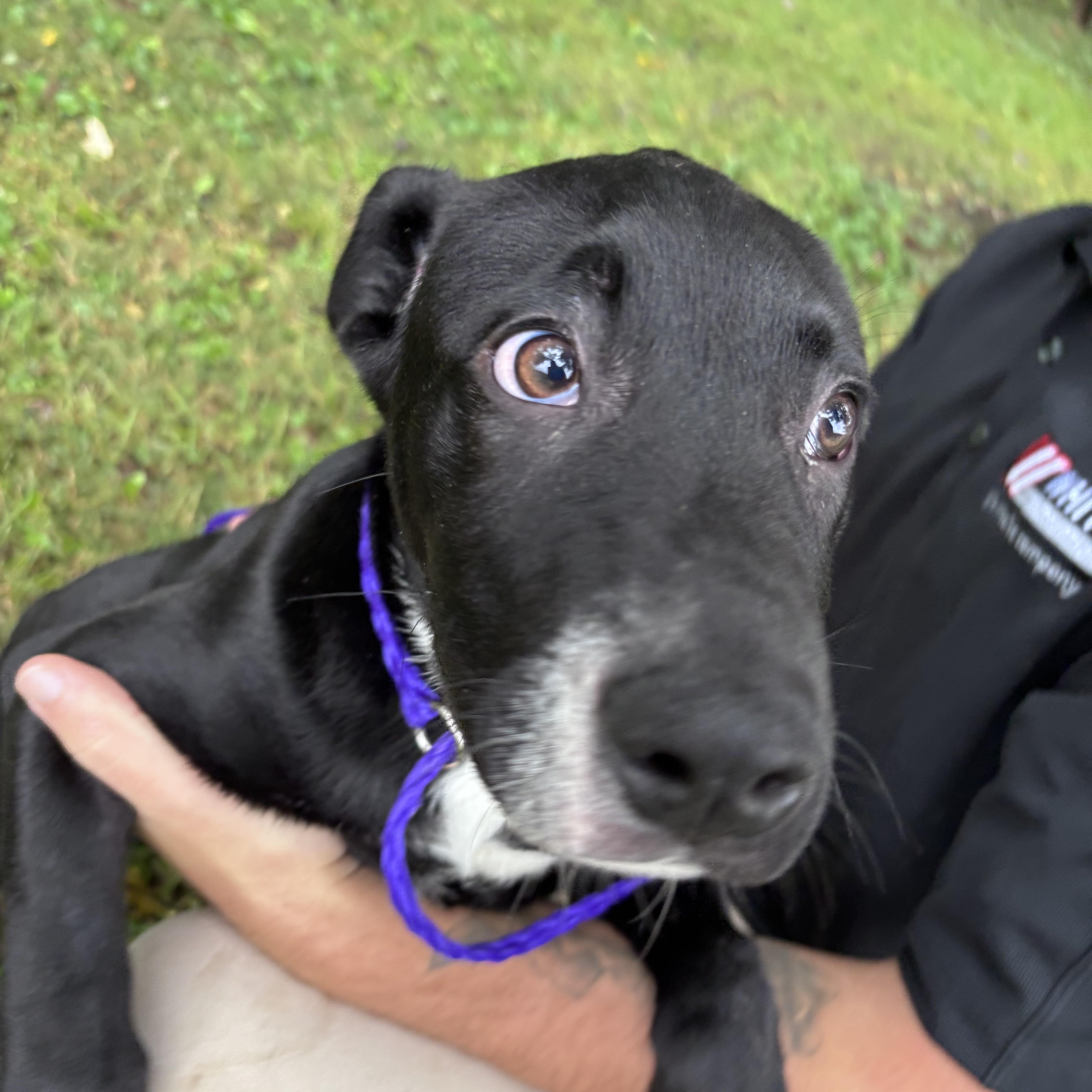 A baby medium-sized male Black Labrador Retriever dog named Brooks for adoption in New Castle, IN