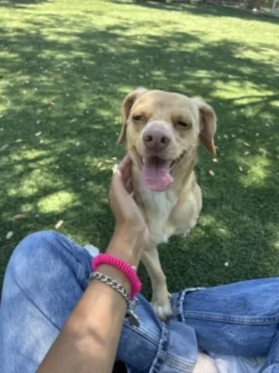A young small-sized male Chihuahua dog named Canelo for adoption in Chatsworth, CA