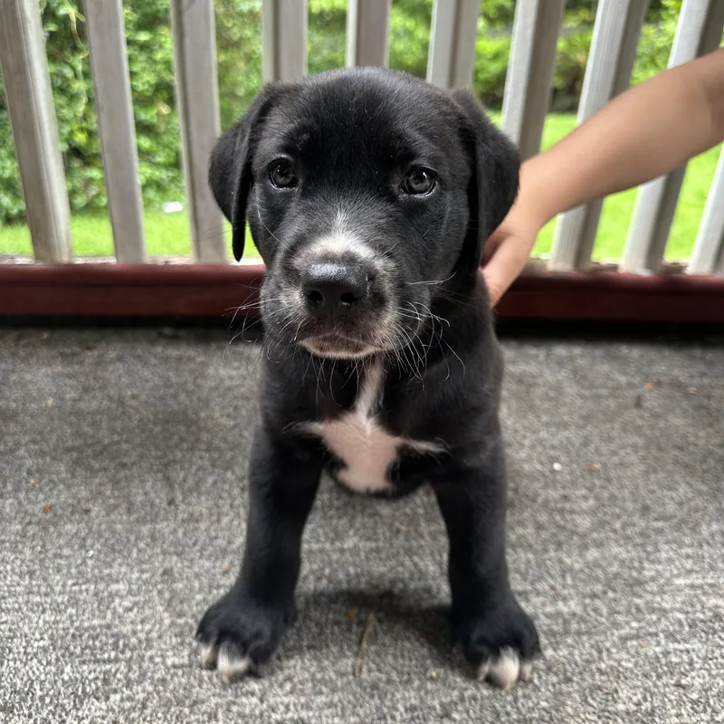 A baby large-sized male Black Labrador Retriever dog named Scrappy for adoption in Charleston , WV