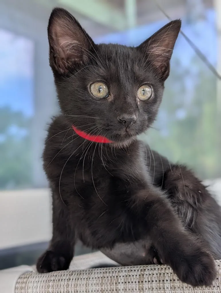 A baby medium-sized female Domestic Short Hair cat named Anna for adoption in Kingsland, GA