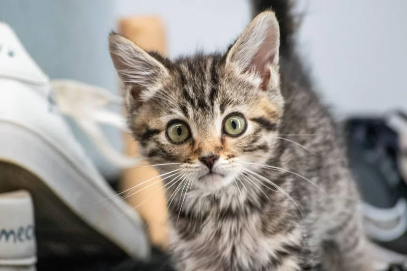 A baby small-sized male Tabby (Brown / Chocolate) Domestic Short Hair cat named Adidas for adoption in Sevierville, TN