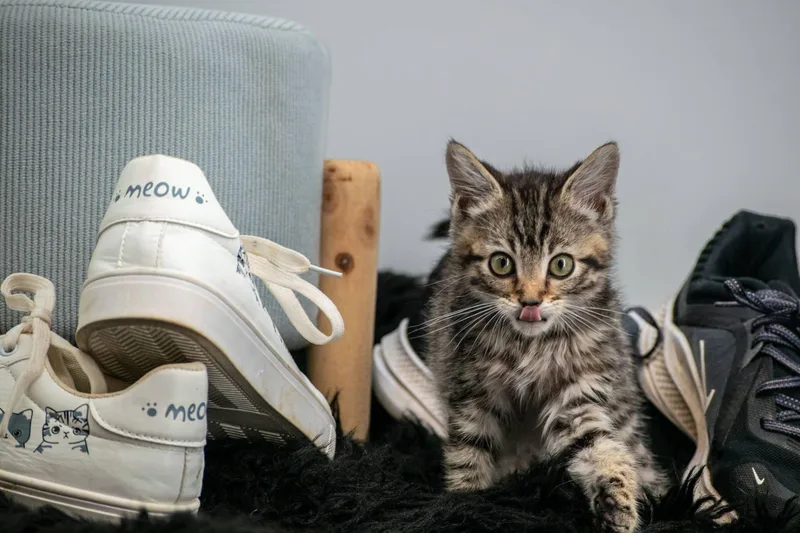 Adidas thumbnail 2
