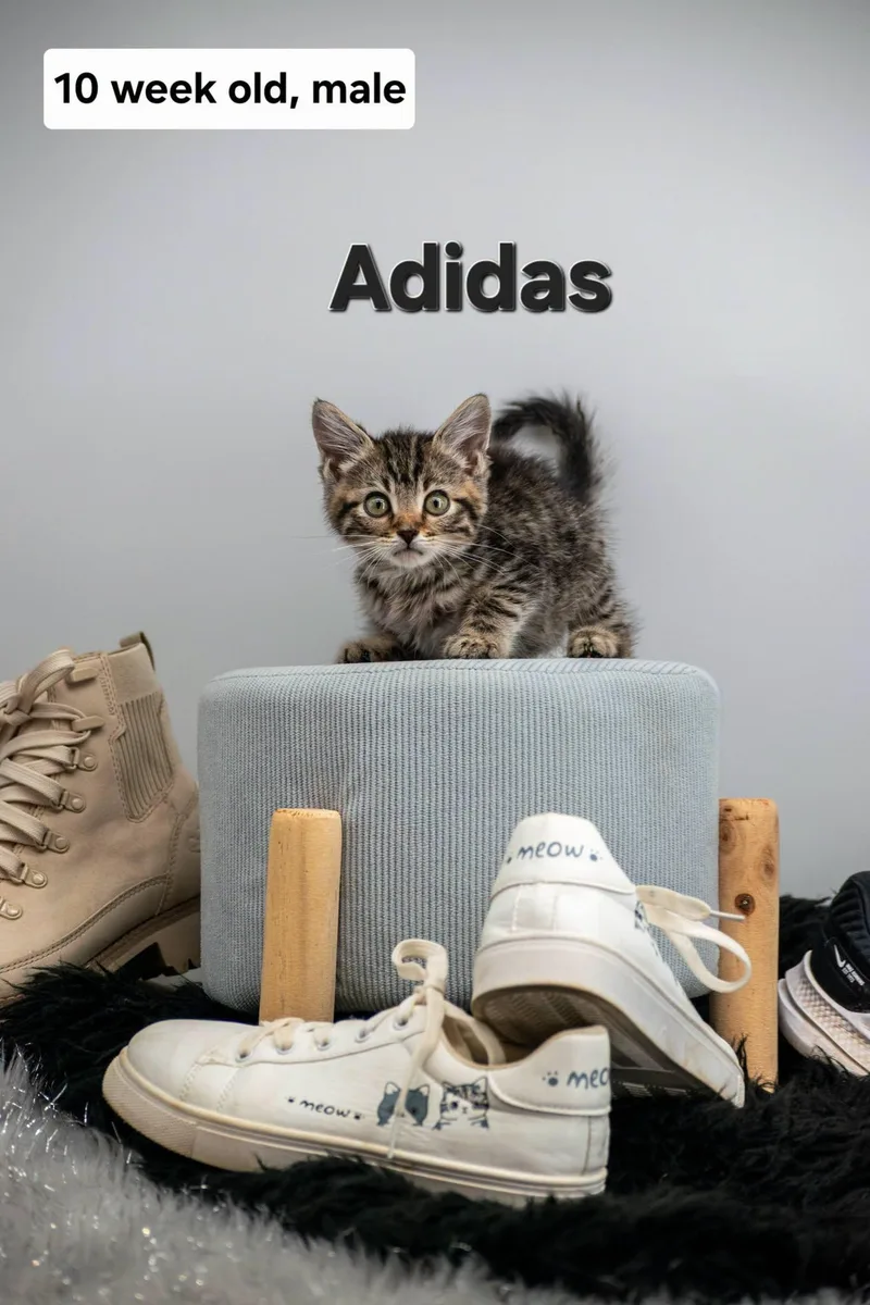 Adidas thumbnail 3