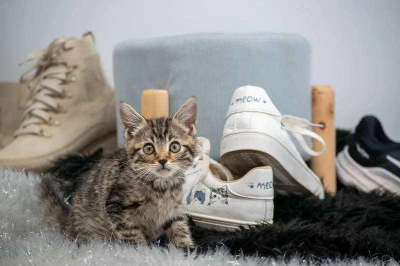 Adidas thumbnail 4