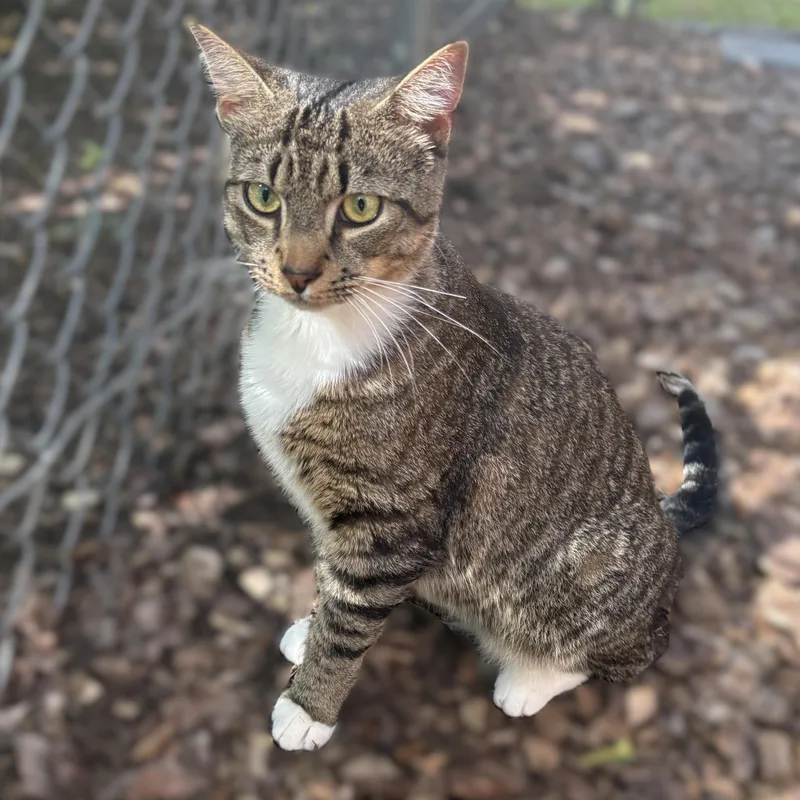 Cornelius