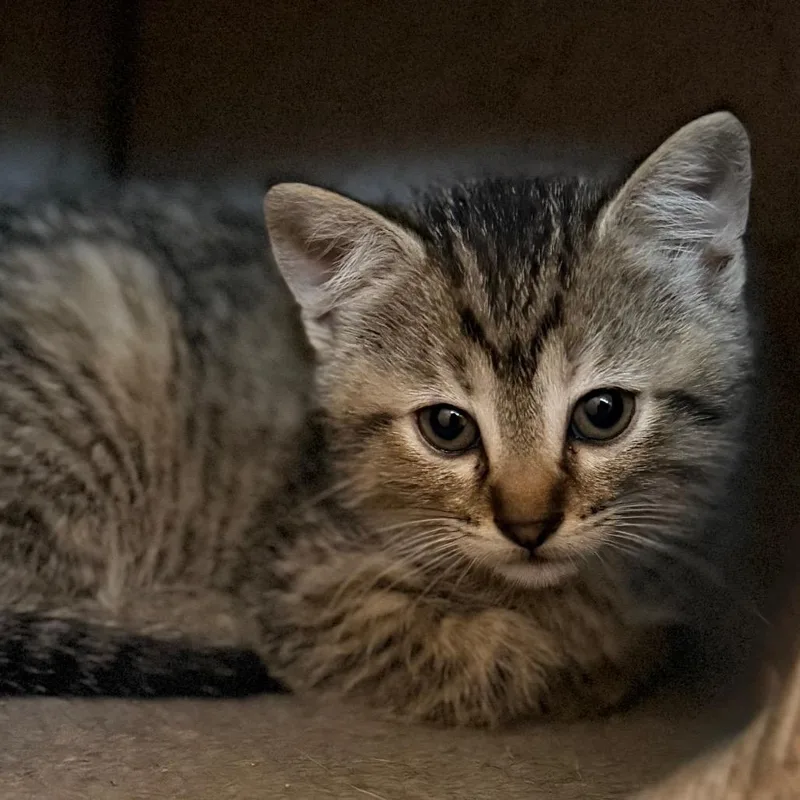 A baby small-sized female Brown / Chocolate Domestic Short Hair cat named Pippy for adoption in Green Bay, WI