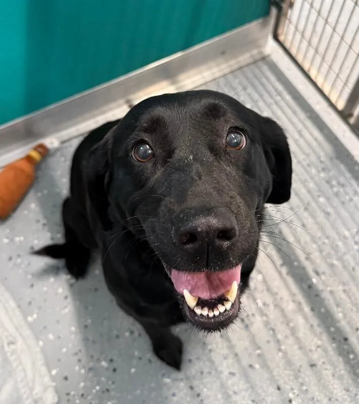 An adult medium-sized female Black Labrador Retriever dog named Teagan for adoption in Yankton, SD