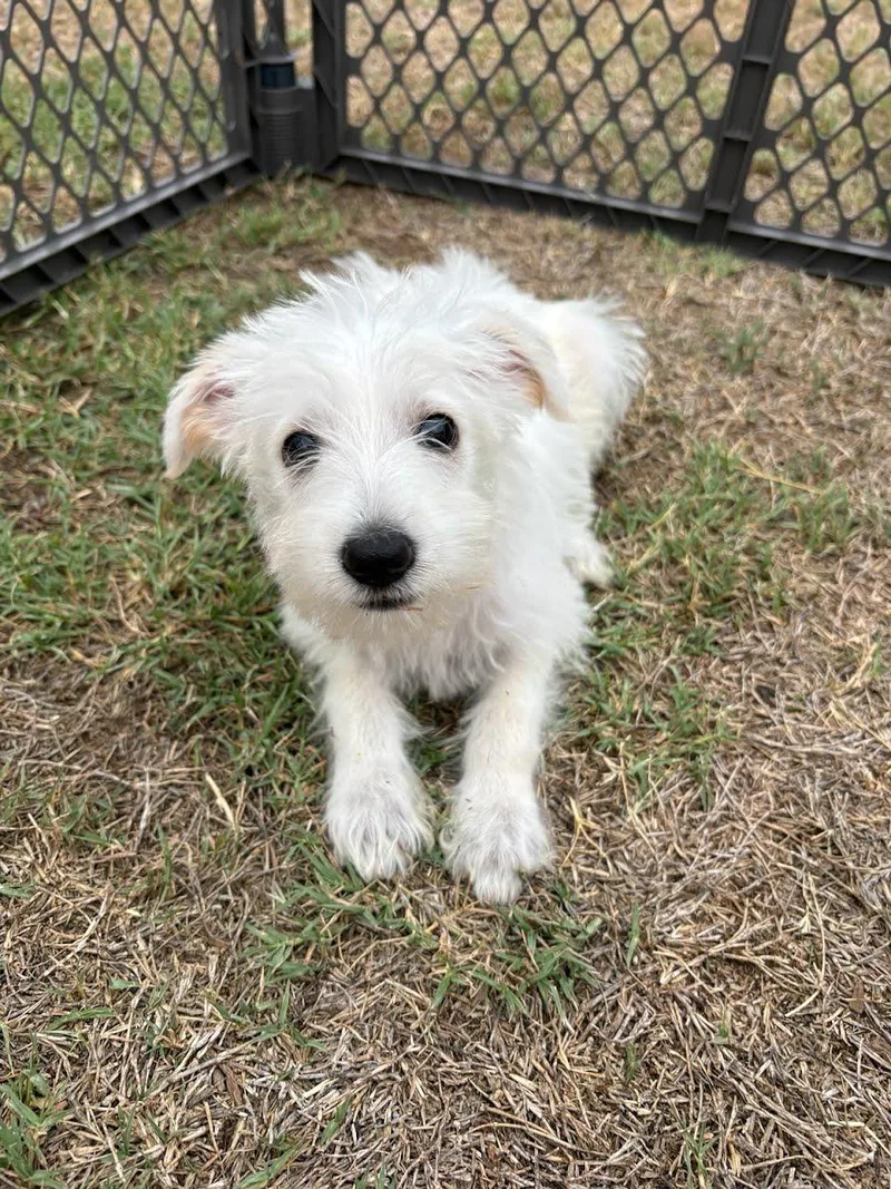 A baby medium-sized female Labradoodle dog named Annabeth for adoption in San Diego, CA