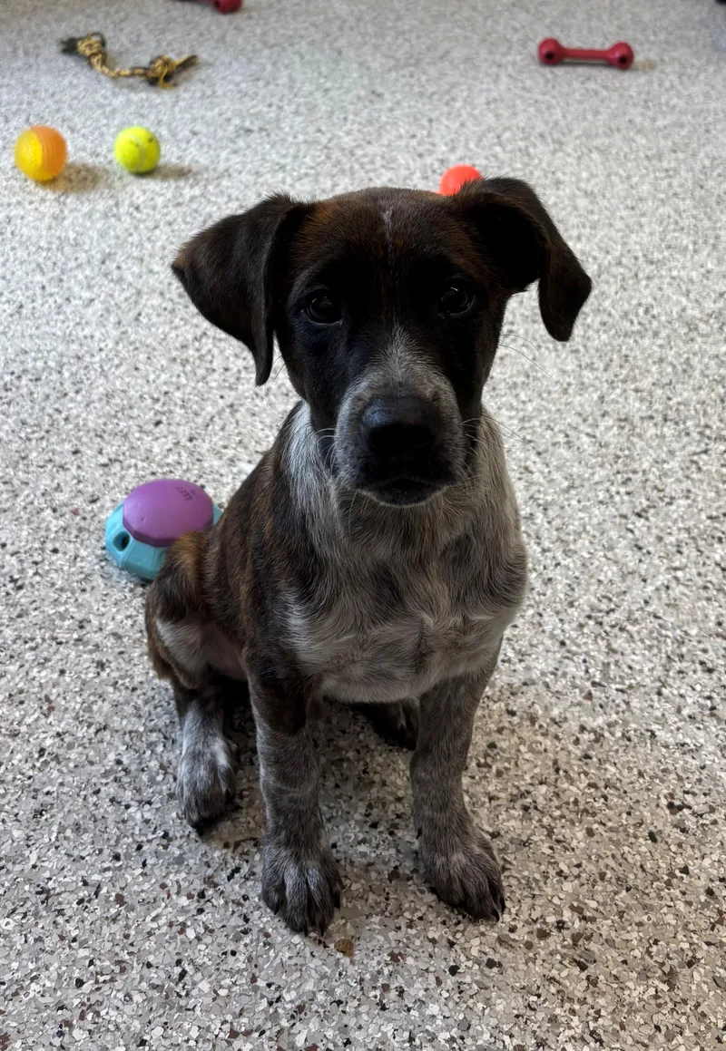 A baby medium-sized male Brindle Hound dog named Fezzy for adoption in Heath, OH