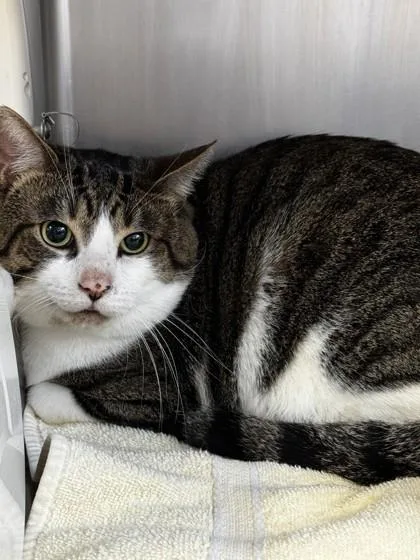 An adult medium-sized male Domestic Short Hair cat named The Flying Dutchman for adoption in Roseville, CA