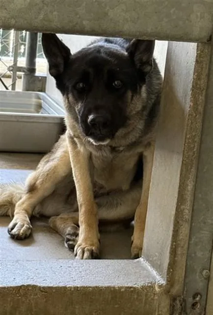 A young large-sized female German Shepherd Dog dog named Agitha for adoption in San Bernardino, CA