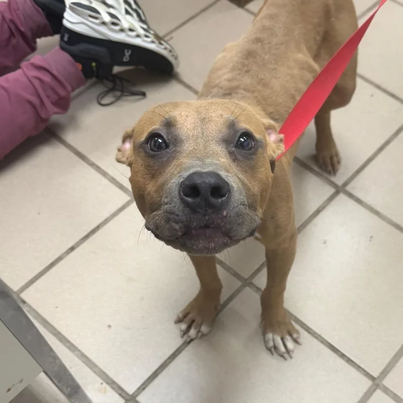 A young medium-sized male Pit Bull Terrier dog named Steven for adoption in Starkville, MS