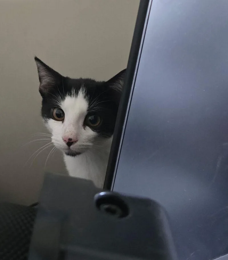 A baby small-sized female Black & White / Tuxedo Domestic Short Hair cat named BarbaraDorothy for adoption in Papillion, NE