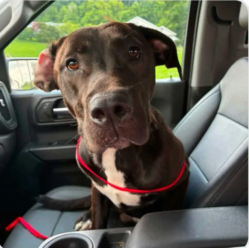 A young large-sized male Labrador Retriever dog named Seth for adoption in Salem, WV