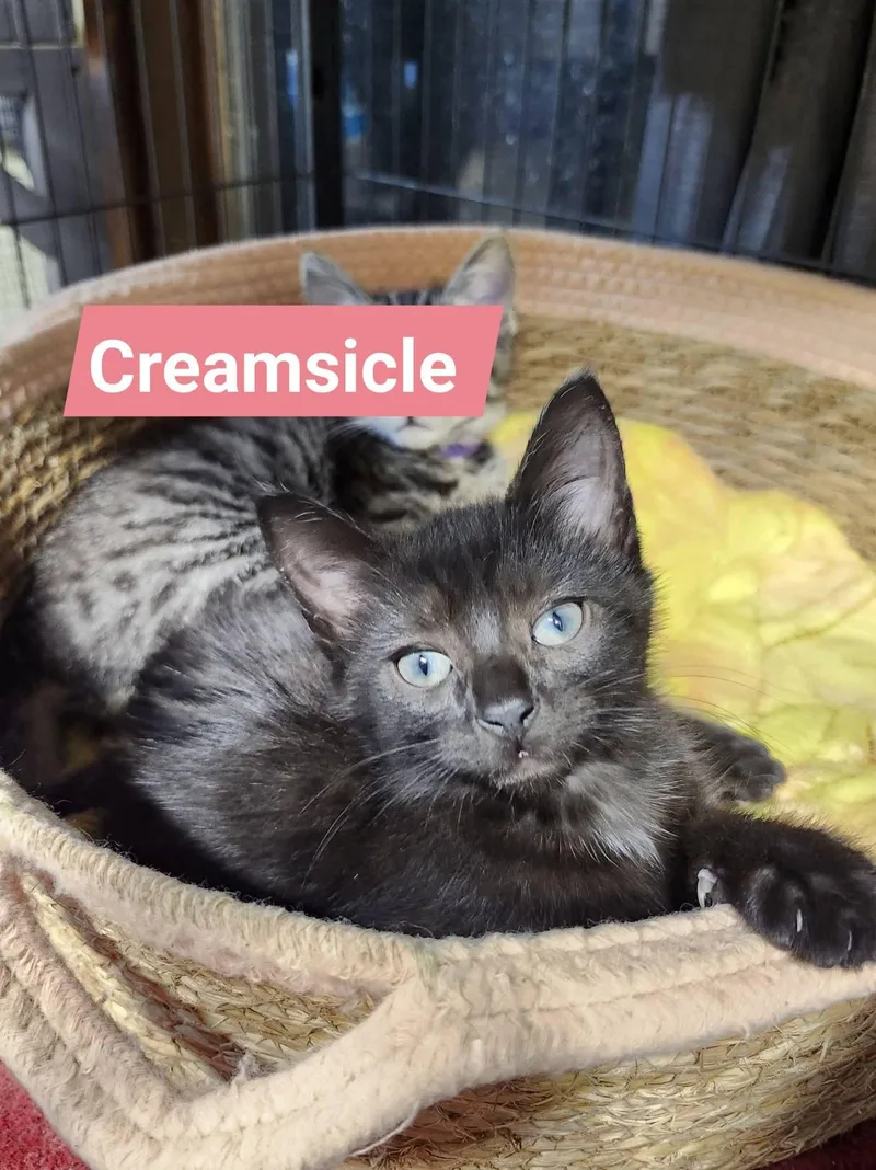 A baby medium-sized female Black Domestic Short Hair cat named Creamsicle for adoption in Cosby, TN